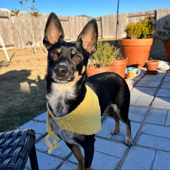 Dog Bandana Hand Knit in USA Western Dog Outfit Tie Scarf - Picture 3 of 7